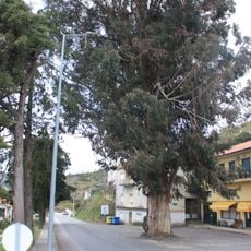 Árvore isolada em Largo das Árvores