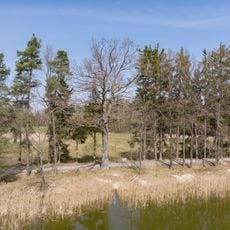 Dub u Olešnického Nového rybníka