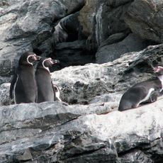 Pingüino de Humboldt National Reserve
