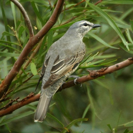Lockyer National Park