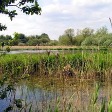 Thatcham Reed Beds