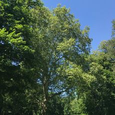 Platan ve Veltruském parku