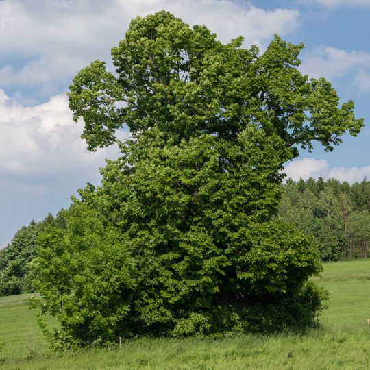 Sommerlinde bei Zethau