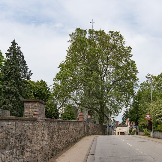 Platane im Bensheimer Friedhof
