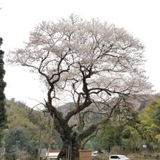 おまき桜