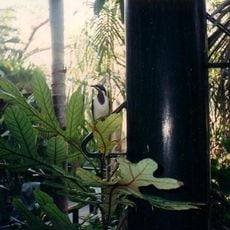 Gondwana Rainforest Sanctuary