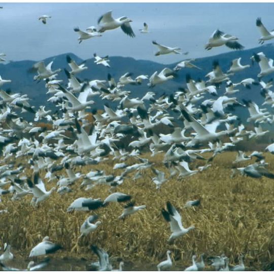 Bosque del Apache National Wildlife Refuge