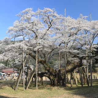 Usuzumi-zakura