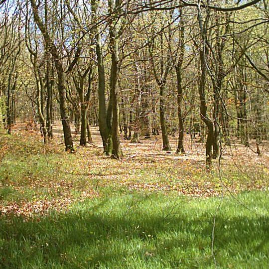 Bowden Housteads Woods