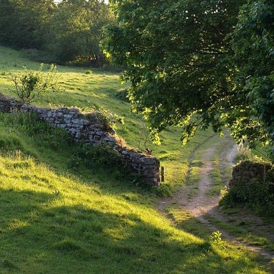 Deer Park Wall At Berry Pomeroy Castle
