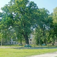Group of centuries-old oaks