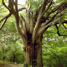 Marků buk u Sumrakova