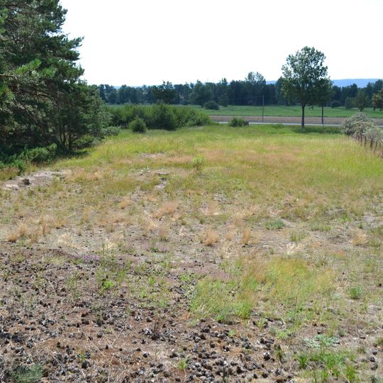 Sand-Silberscharten-Standorte bei Quedlinburg