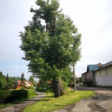 Lípa v Horní Branné
