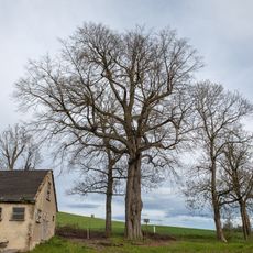 Tilia cordata in Kleinhartmannsdorf