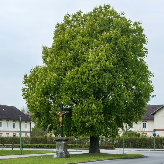 Rosskastanie in Wels