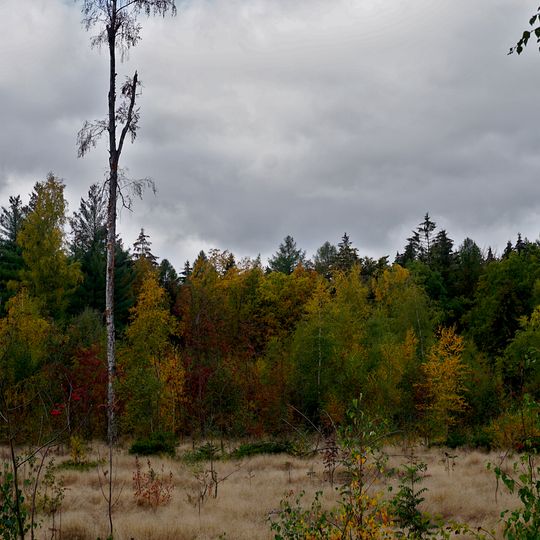 Anmoorige Fläche in Abt. 6 Hospitalwald