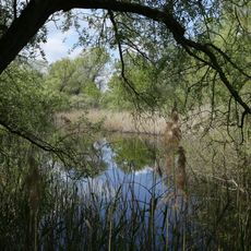 See an der Merschheimer Lache bei Trebur