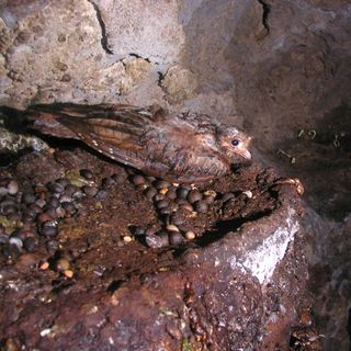 Cueva de Cacapishco