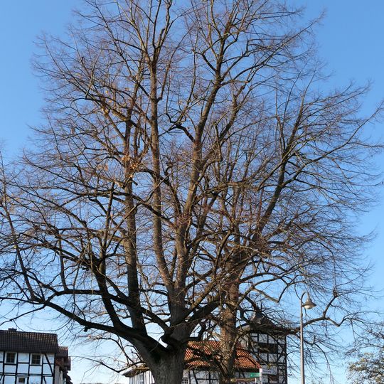 Linde auf dem Anger in Rechtebach