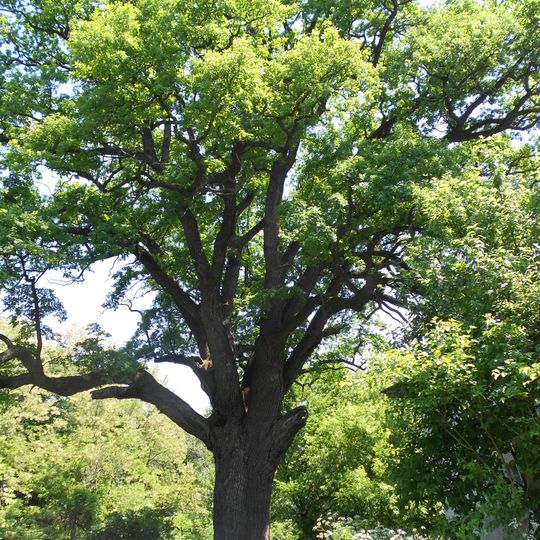 Quercus Robur, Yakhnyky