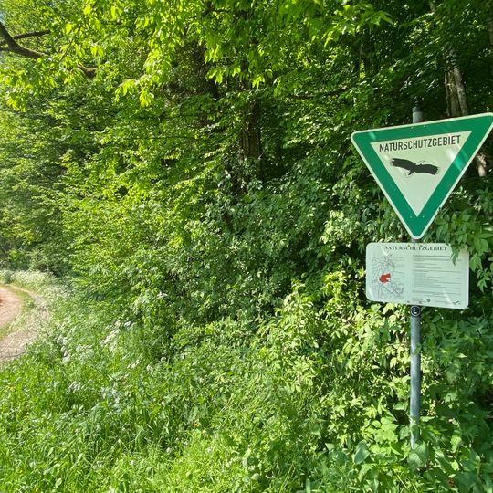 NSG Waldmeister-Buchenwald bei Roelenommer