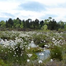 Feuchtgebiete bei Waldburg und Kißlegg