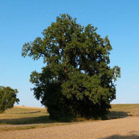 1 Stieleiche westlich Gerbertshofen
