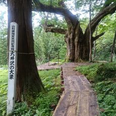 大井沢の大栗
