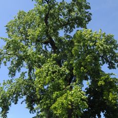 Tree in Biscainhos garden