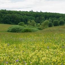 Feuchtbiotop Thomaried