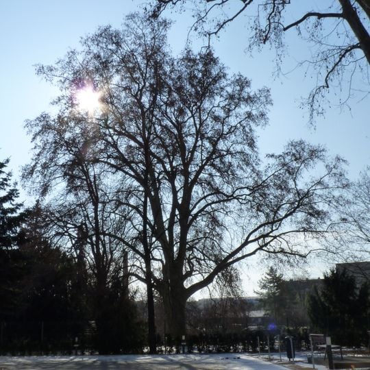 Platan javorolistý na Hybešově