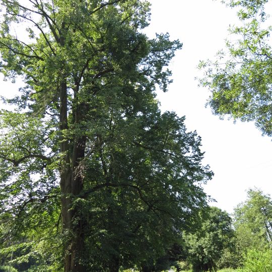 Stromořadí 19 ks lip v Opatovicích nad Labem