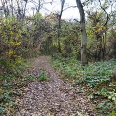 Lady's Wood