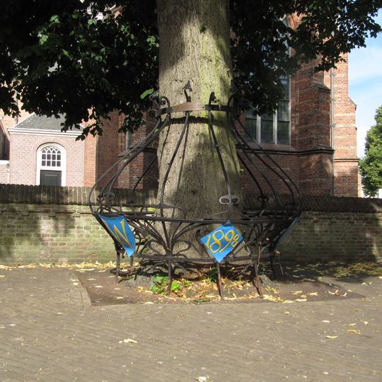 Wilhelminaboom met hek, gedenkboom, geplant ter ere van haar troonsbestijging