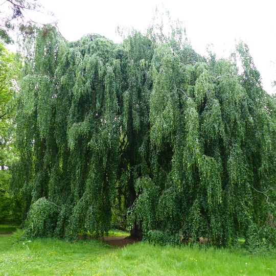 Hänge-Buchen im Helfenberger Park