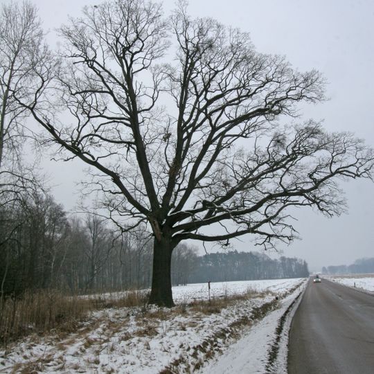 Památný dub u Litětin