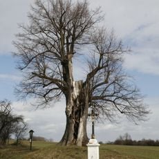 Lípa u Taušovny