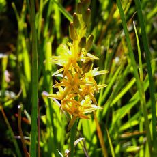Mitcheldean Meend Marsh