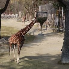 Giraffengehege