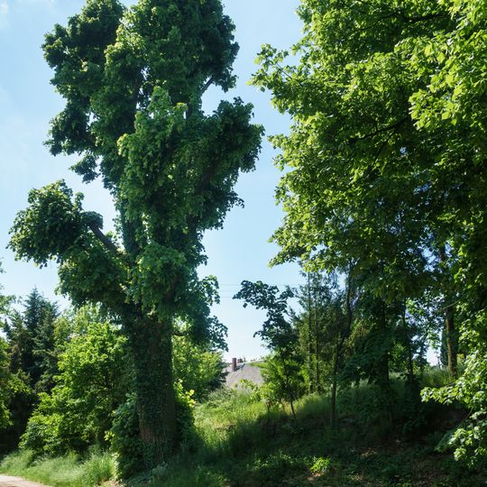 Linde an der Dorfstraße, Bockwitz