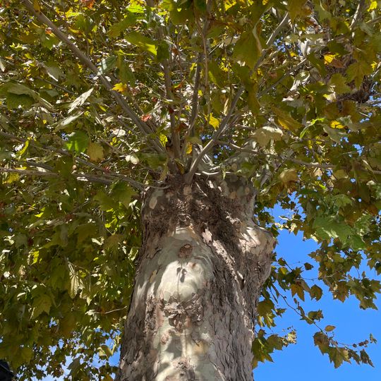 Pomnikowe drzewo, drzewo, Las liściasty