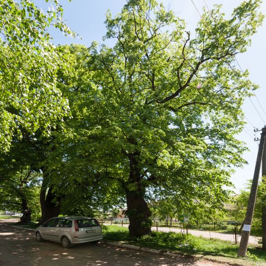 Алея вікових лип