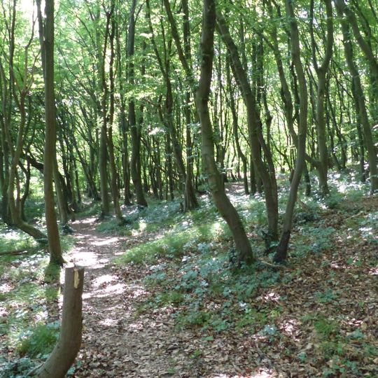 NSG Steinbruch Lyngsberg