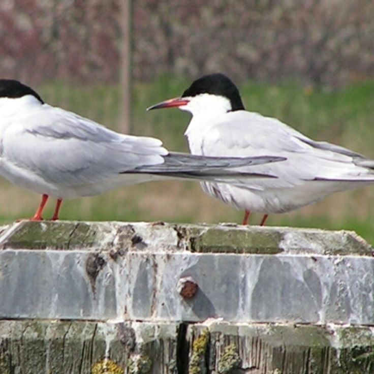 Réserve et lac Łuknajno