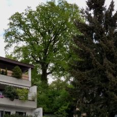 1 Eiche im Garten Walcher