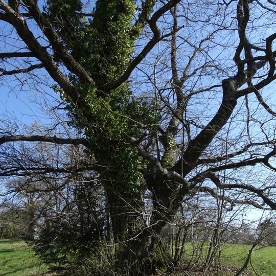 Eiche am Schafweideweg