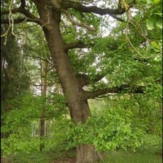 Klažarský šikmý dub