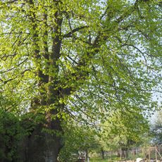 Lípa velkolistá před čp. 31