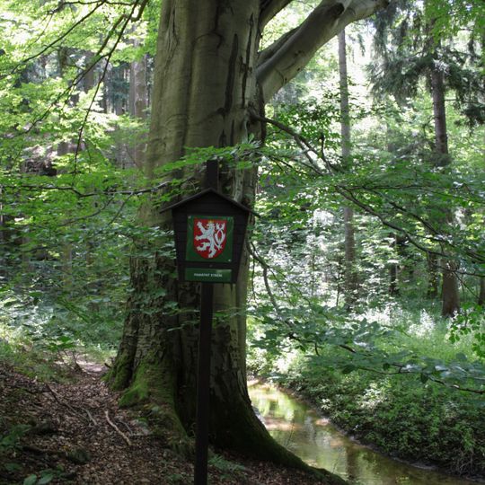 Buk v Pavlínině údolí